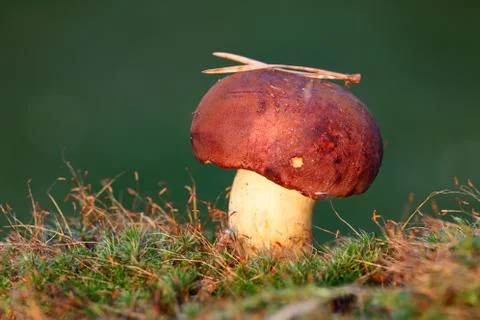 Cep in moss Stock Photos
