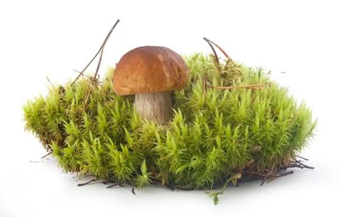 Cep in the moss Stock Photos