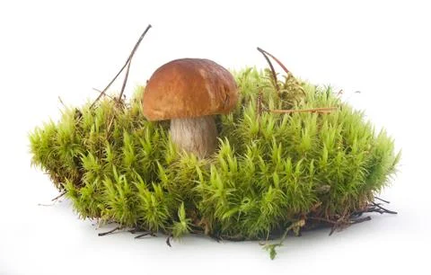 Cep in the moss Stock Photos