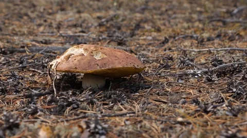 Cep mushroom among the fallen branches Stock Footage 301991392