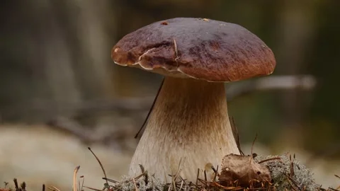 Cep mushroom with brown head Stock Footage 301989875