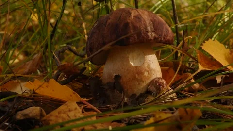 Cep mushroom with hole Stock Footage 301991191