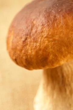 Cep mushroom macro Stock Photos