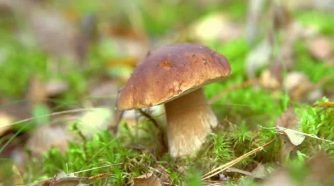 Cep Mushroom Picking Vídeo Stock 31667359