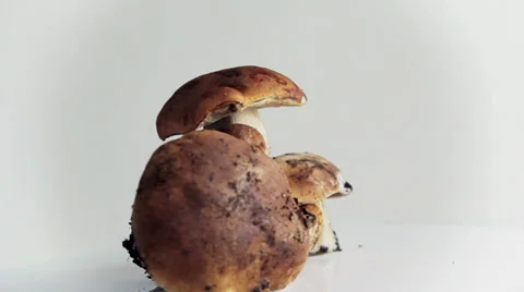 Cep mushrooms Stock Footage 30366916