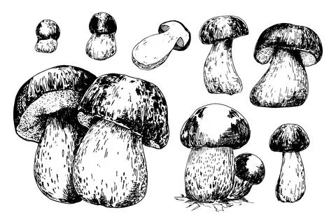 Cep mushrooms vector sketch set Stock Illustration