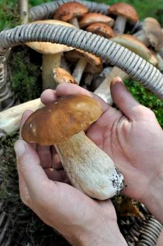 Cep in a picker hands Stock Photos