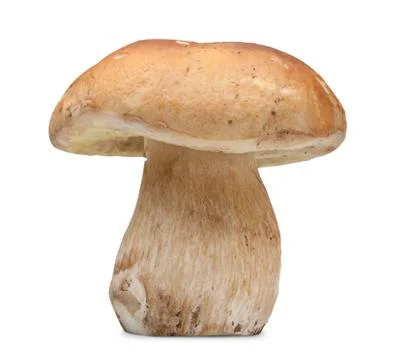 Cep on white Stock Photos
