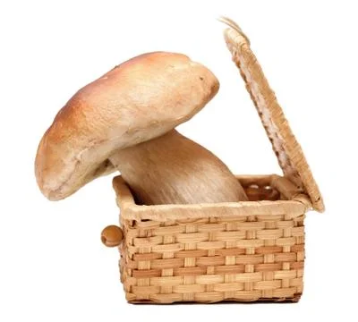 Cep on white Stock Photos