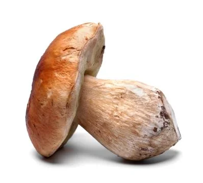 Cep on white Stock Photos