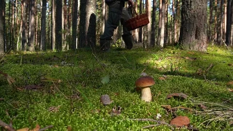 Cepe mushroom grows in the forest, in the background a mushroom picker in rubber Stock Footage 285366222