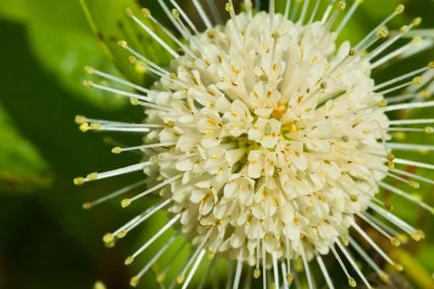 Cephalanthus occidentalis Stock Photos