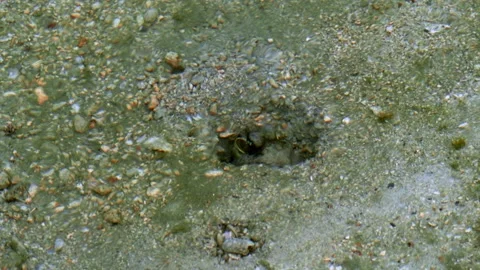 Cephalopod Resting Inside Sandy Burrow on Tropical Seafloor Stock-Footage 339383566