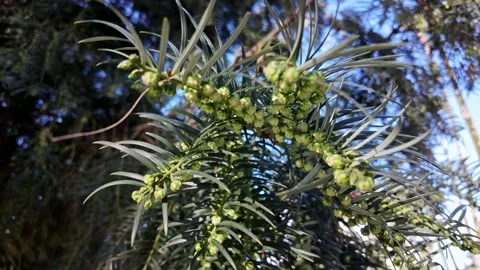 Cephalotaxus Fortunei Foliage With Clusters Of Buds Stock-Footage 342425343