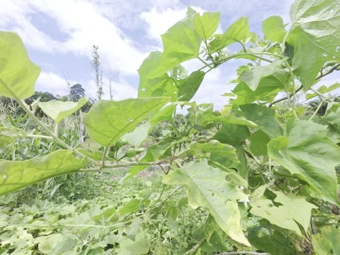 Cepokak Stock Footage 311935361