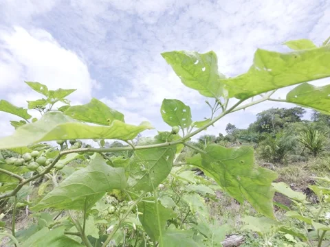 Cepokak Stock Footage 311935823