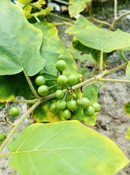 Cepokak fruit Stock Photos