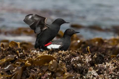 Cepphus Stock Photos