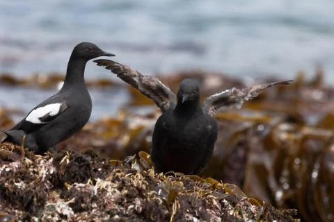 Cepphus Stock Photos