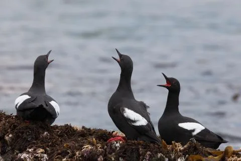 Cepphus Stock Photos