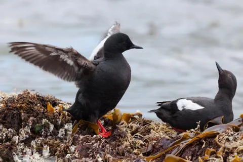 Cepphus Stock Photos