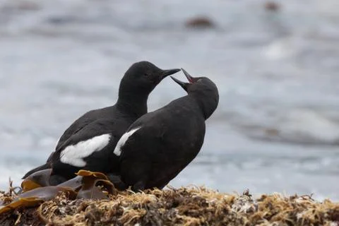 Cepphus Stock Photos
