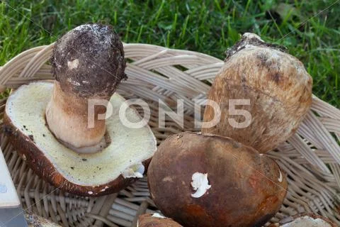 Ceps Closeup Stock Photos