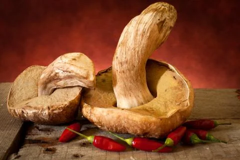 Ceps for drying Stock Photos