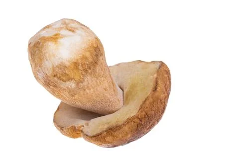 Ceps isolated Foto stock