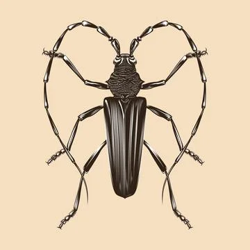 Cerambyx cerdo illustration vector flat design Stock Illustration