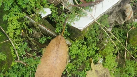 Ceramic floor shards and moss Stock Footage 311964190