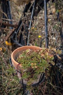 Ceramic flower pot on an old rusty bicycle Stock Photos