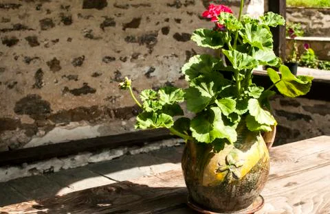 Ceramic flowerpot with geraniums Foto stock