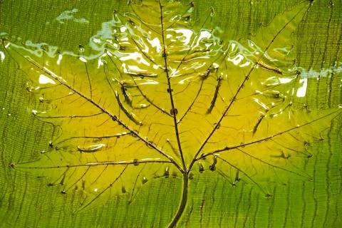 Ceramic plate with maple leaf imprint yellow glaze botanical texture Stock Photos