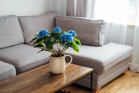 Ceramic pot with blue hydrangea flowers bouquet on coffee table with blurred Stock Photos