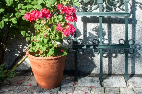 Ceramic pot of red geranium flower Stock Photos