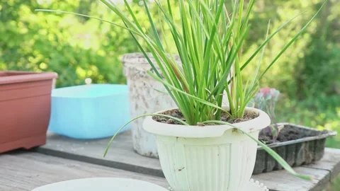 Ceramic pots with a tool for replanting plants on a wooden table in a home Stock Footage 201487432