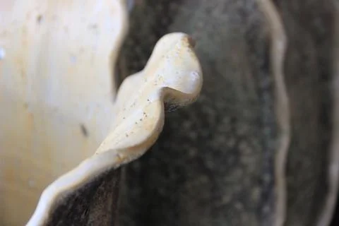 Ceramic white vase close-up Fotos Stock
