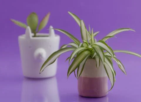 Ceramics Stock Photos