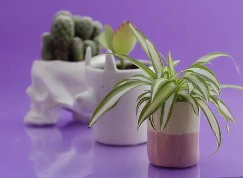 Ceramics Stock Photos