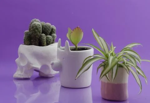 Ceramics Stock Photos