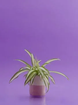 Ceramics Stock Photos