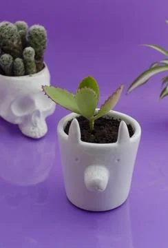 Ceramics Stock Photos