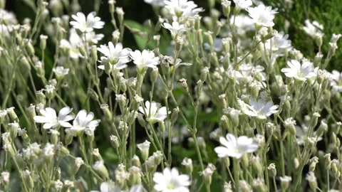 Cerastium arvense close-up Stock Footage 196612118