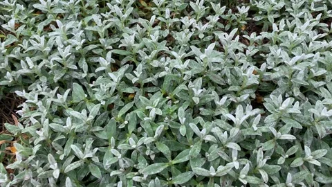 Cerastium tomentosum Видео 343081077