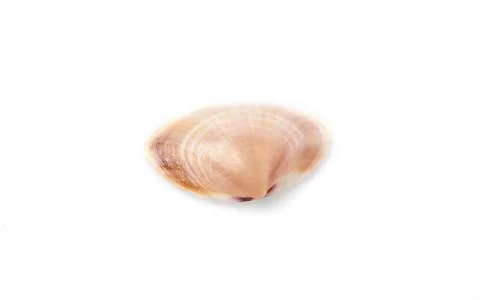 Cerastoderma sea shell isolated on white background. Stock Photos