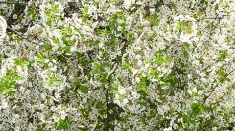 Cerasus avium. White cherry tree blossom fills the frame Stock Footage 49719399