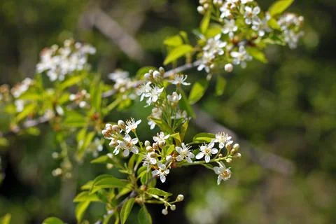 Cerasus mahaleb Stock Photos