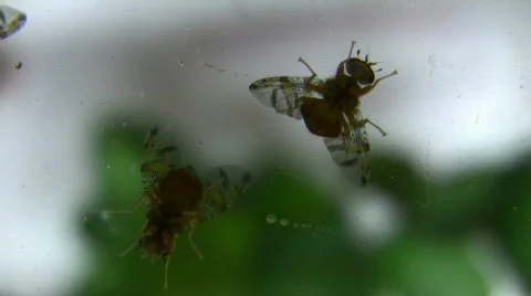 Ceratitis capitata, the Mediterranean fruit fly Stock Footage