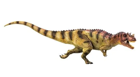 Ceratosaurus Dinosaur on white isolate background Clipping path Stock Photos